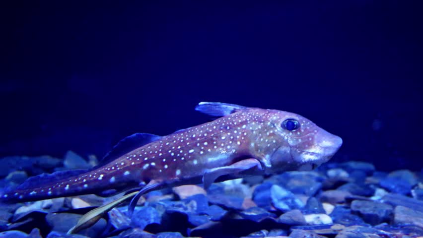 Chimaera Fish Swimming in Deep Ocean – 4K Footage