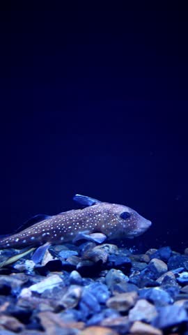 Chimaera Fish Swimming in Deep Ocean – 4K Footage