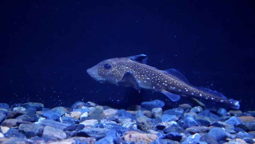 Chimaera Fish Swimming in Deep Ocean – 4K Footage