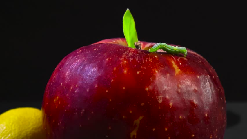 Close up view of a green soft and cute butterfly caterpillar worm crawling around on a red apple searching for food in slow motion. Filmed in front of a black studio background, yellow lemon visible.