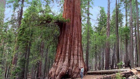 A Tourist at the Giant sequoia tree in Mariposa Grove, Yosemite NP, California.