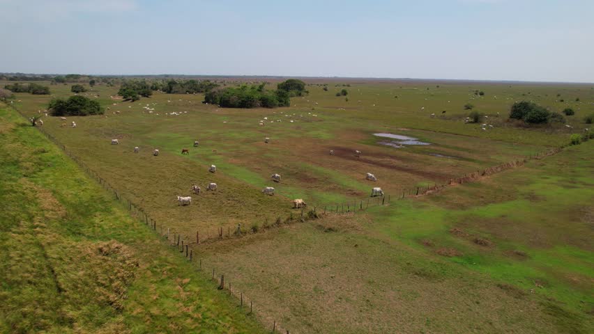 Animals grazing against stunning backdrops, Livestock Farming Los Llanos Venezuela