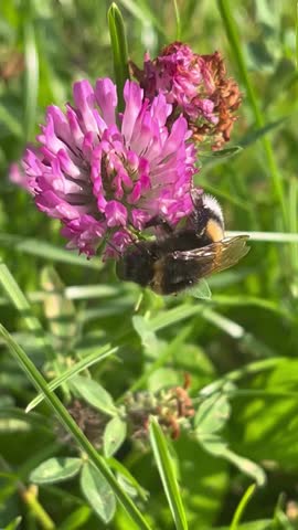A bumblebee drinks nectar from pink clover. Vertical photo. Lovely flowers and herbs