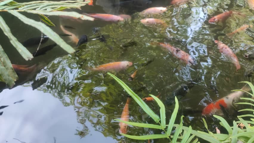 Natural pond filled with lively fish swimming gracefully, creating a serene aquatic paradise full of vibrant life and peaceful beauty.