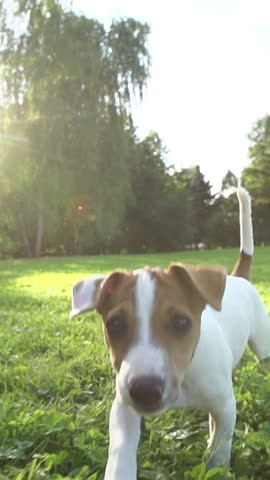 Playful Jack Russell Puppy Running at Sunset Toward Camera