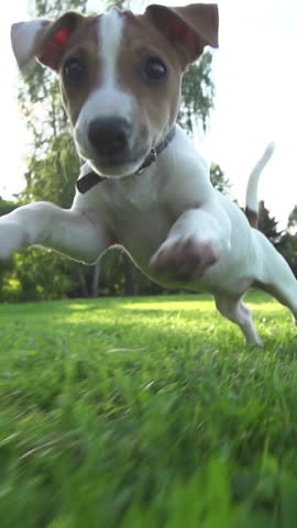 Playful Jack Russell Puppy Running at Sunset Toward Camera