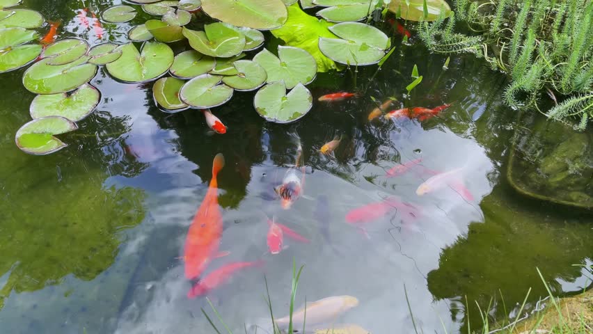 Colorful Koi Fish Swimming in Garden Pond with Water Lilies