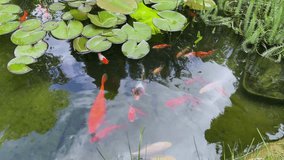 Colorful Koi Fish Swimming in Garden Pond with Water Lilies - Powered by Shutterstock - Get 15% off with code: PIKWIZARD15