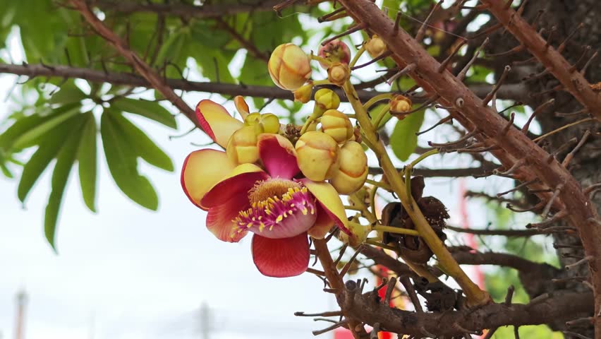 Salalanga blooming beautiful orange pink tender flowers. 