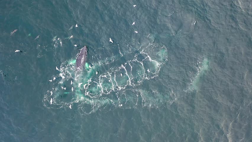 Humpback Whales (Megaptera novaeangliae) Bubble-Net feeding in Donegal Bay, Ireland