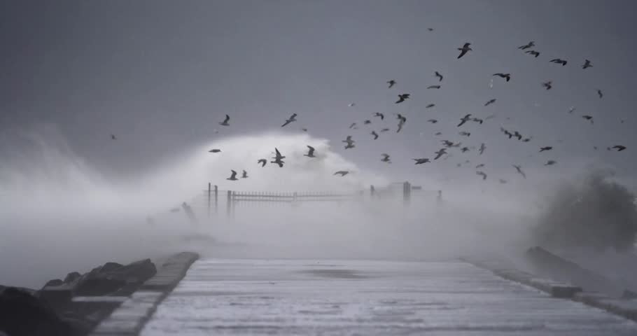 Seagulls Flying During Storm and Hurricane in the Netherlands – Coastal Wildlife and Extreme Weather