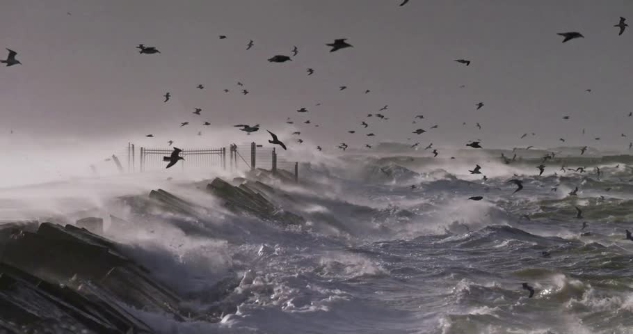 Seagulls Flying During Storm and Hurricane in the Netherlands – Coastal Wildlife and Extreme Weather
