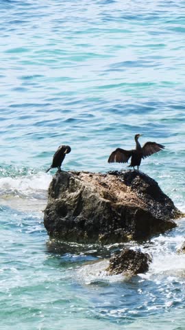 Three cormorants rest on large coastal rocks in turquoise sea waters of Aegina Island Greece, with one bird spreading wings, sunlight reflections, and gentle waves, no people. Vertical