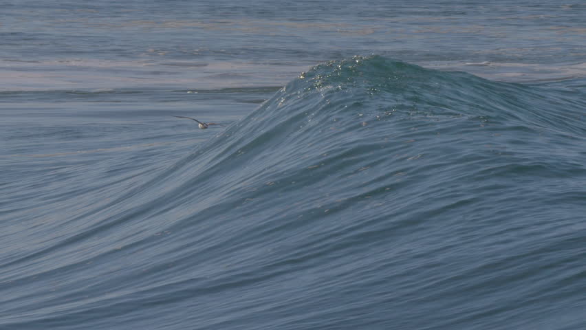 SLOW MOTION, CLOSE UP: Seagull flying in front of a cresting wave with an offshore spray of swirling off its peak. Seabird sails among the waves in gentle morning breeze. Dreamy scenery in Morocco.