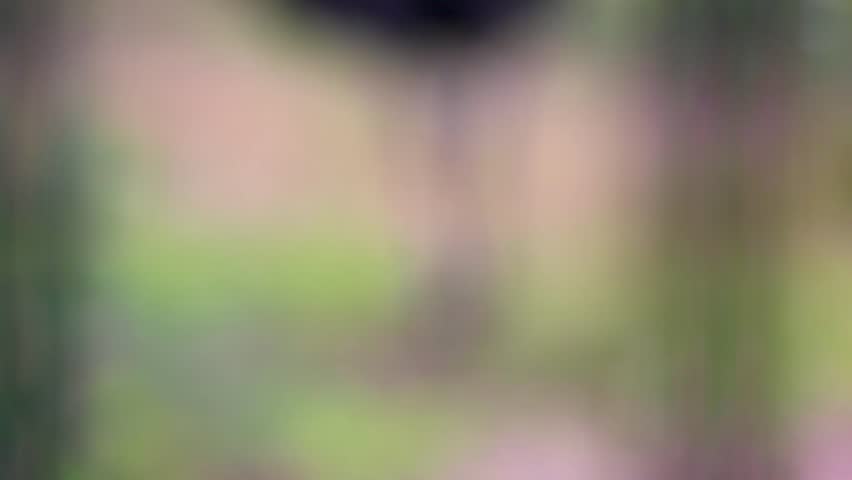 Large elegant ostrich bird preens itself and walks around in Bielaviezskaja Pusca National Park Bialowieza Forest Kamyanyets District Brest Region Belarus.