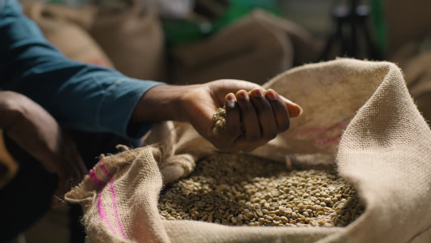 Unknown African American man male coffee factory worker inspects raw green beans freshness texture agriculture bag organic stimulant grain preparation harvesting aroma production sorting manufacturing