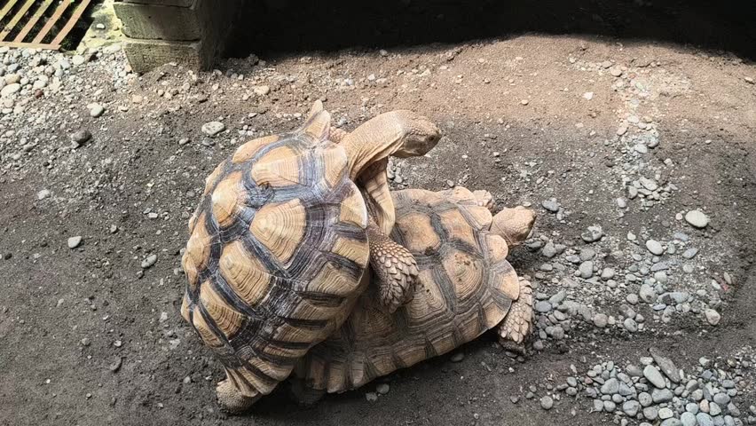 A close-up shot captures two large Sulcata tortoises mating, a powerful wildlife image showing the natural reproduction of these majestic reptiles and a significant moment in animal behavior.