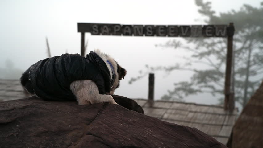 Mountain Dog Wearing Black Leather Vest and Blue Collar in Misty Morning Activity.