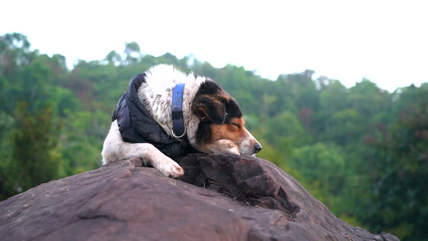 Mountain Dog Wearing Black Leather Vest and Blue Collar in Misty Morning Activity.