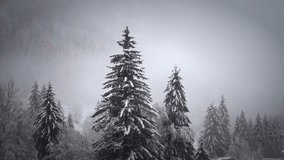 Snow-Kissed Pines in a Gentle, Misty Winter Veil - Powered by Shutterstock - Get 15% off with code: PIKWIZARD15