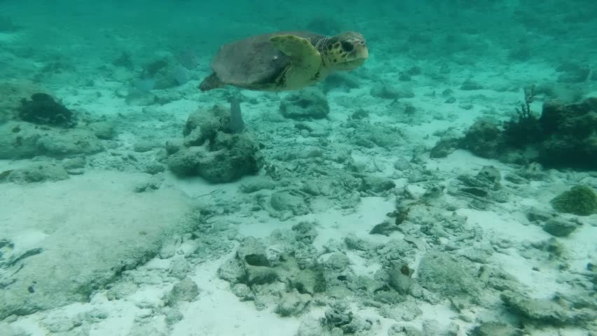 Graceful Sea Turtle Swims Over a Pristine Ocean Floor.