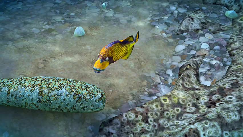 3D animation showing sea cucumber feeding and hunting mechanism, illustrating tentacle use and food intake.