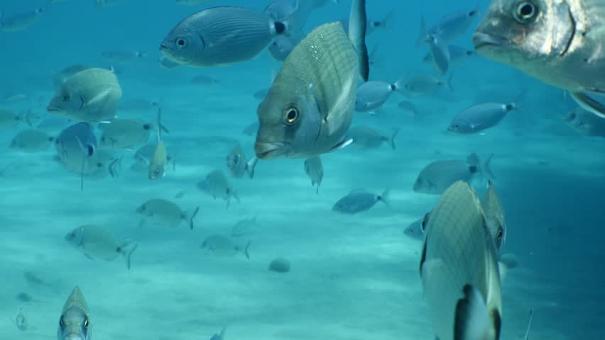 underwater fish scenery from mediterranean  sea breams ocean scenery underwater landscape seabreams  Diplodus sargus