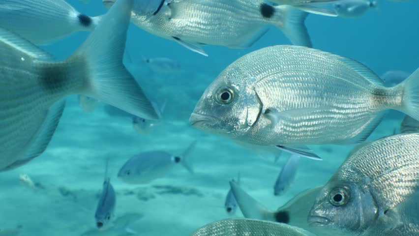 underwater fish scenery from mediterranean  sea breams ocean scenery underwater landscape seabreams  Diplodus sargus