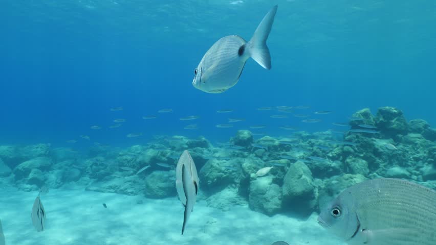 underwater fish scenery from mediterranean  sea breams ocean scenery underwater landscape seabreams  Diplodus sargus
