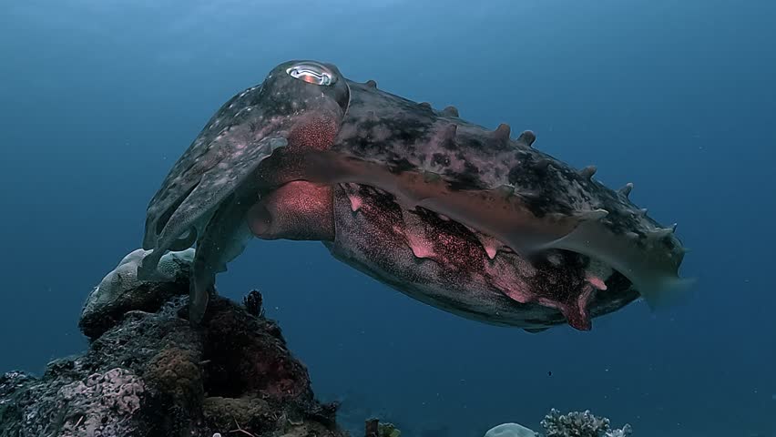 A cuttlefish – Sepia officinalis – glides above the reef, seen from a low side angle against a deep blue backdrop near Siargao, Pacific coast of the Philippines. Check my portfolio for more cuttlefish