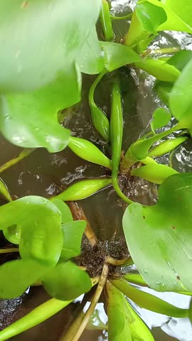 catfish cultivation in terpaulin ponds