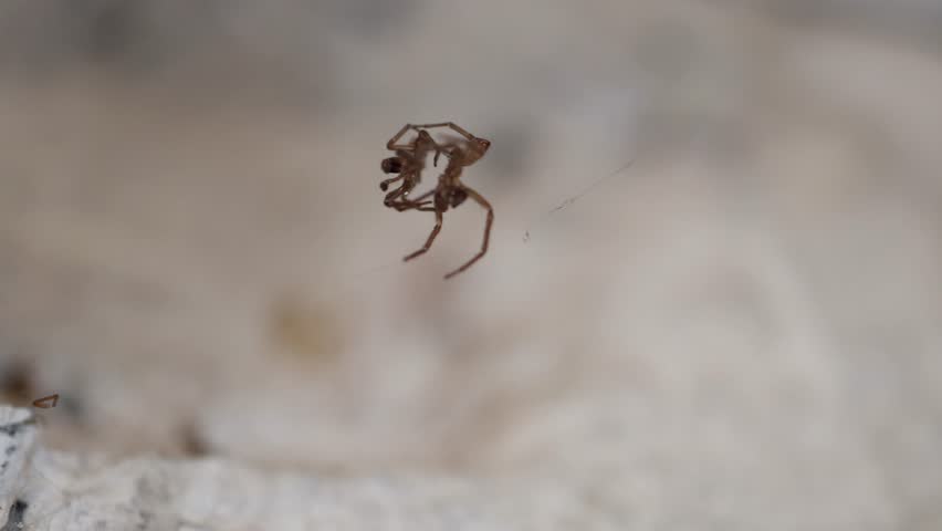 Close up macro shot of a dried spider suspended on a thin web strand against a soft blurred background highlighting delicate details of its legs and body structure