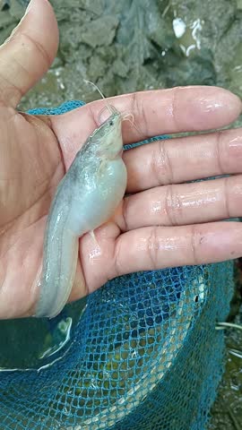 causes of bloating in catfish