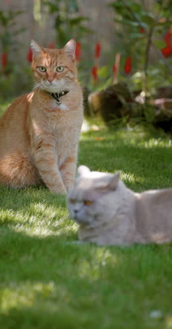 Domestic Scottish cat with ginger cat in summer garden, vertical screen