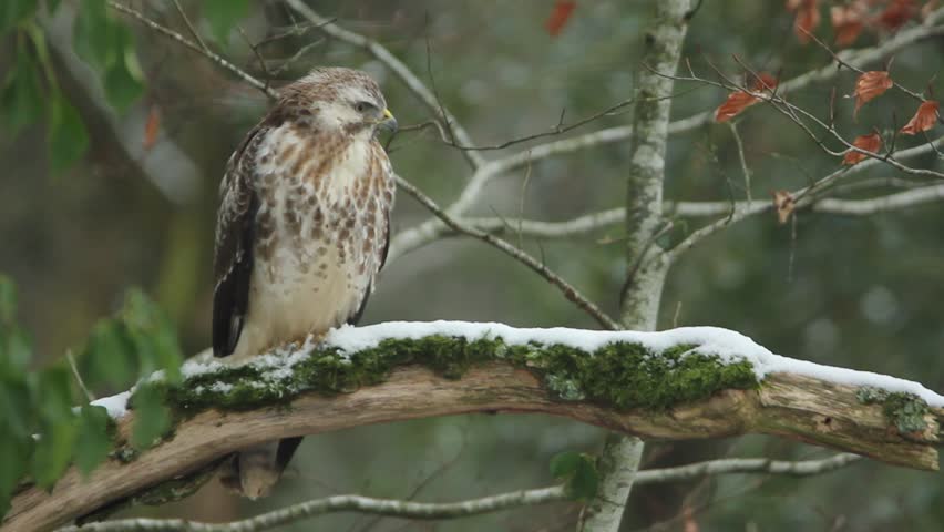Common buzzard facing forward on a branch in winter – natural behavior