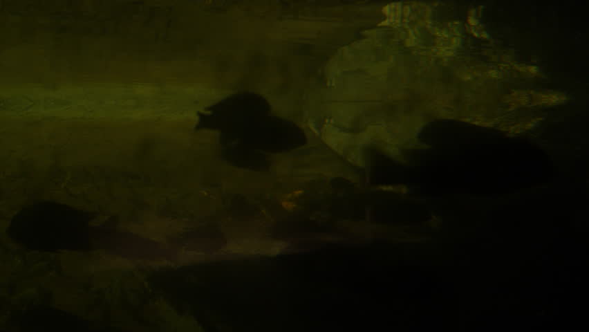 Crane up from fish underwater in a tank to reveal an alligator sunning itself on the surface