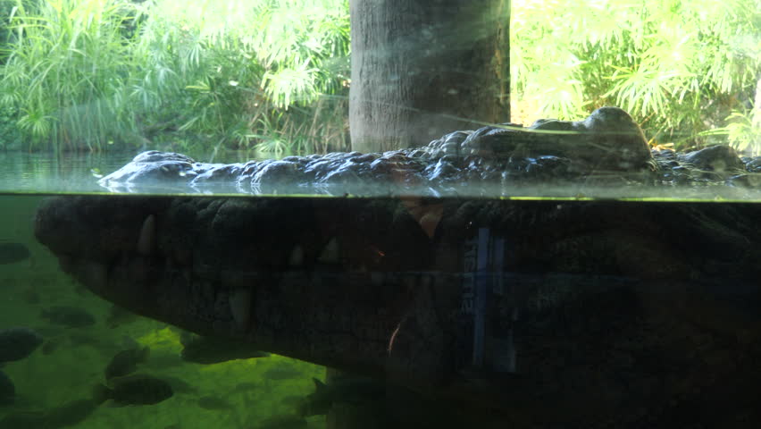 Alligator hovering on the surface of the water close to us through glass