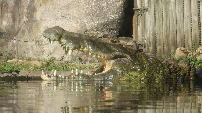 Alligator opening its mouth to stay cool in the afternoon sun in a balmy August afternoon
