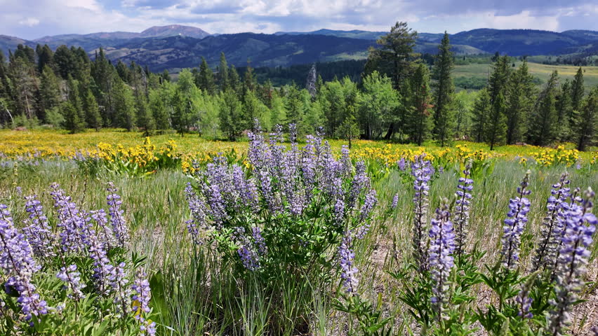 Circling purple and yellow flowers across the meadow in Wyoming viewing the mountains in the background.