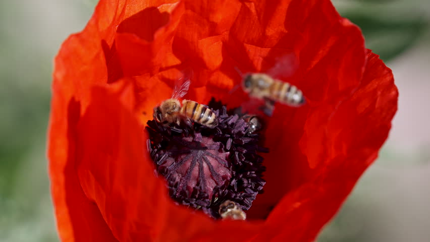 Close-up of bees, pollinating, a poppy flower in Wyoming during the summer.