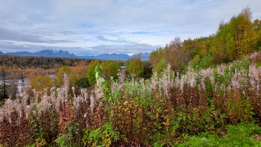 Colorful wild plants scenic view of Denali National park in autumn time with distant view of Mount McKinley.