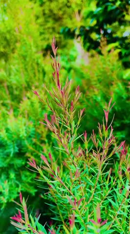 The video features a dense, bushy plant with slender, needle-like leaves and reddish-pink tips, giving it a colorful and vibrant appearance. The foliage is fine-textured and layered