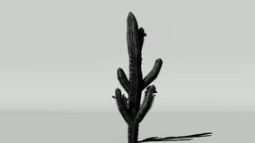 "Monochrome Cactus Animation vidio vidio - Powered by Shutterstock - Get 15% off with code: PIKWIZARD15
