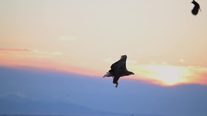 Tracking Shot of White-Tailed Eagle Flying Low Over Water While Hunting – Epic Raptor Aerial Wildlife Scene