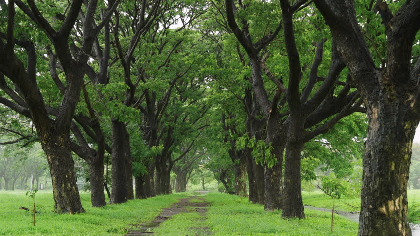 Rain falling in green forest and trail