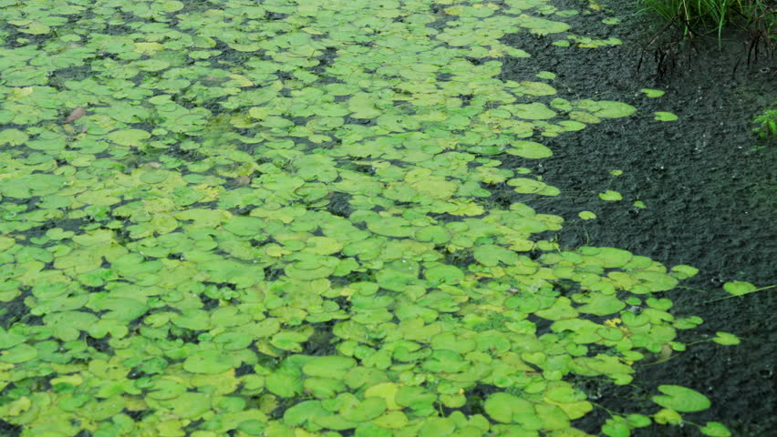 Rain dripping on water surface of the pond