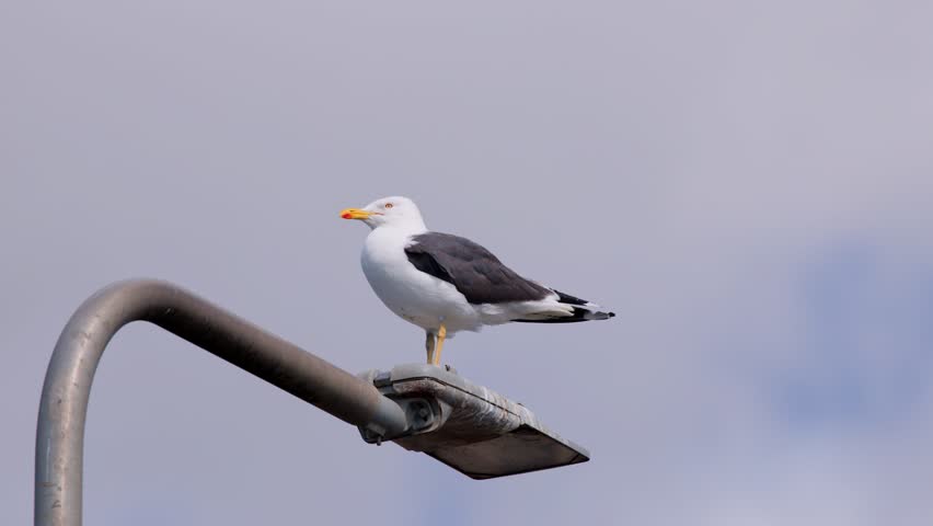 A large seagull stands and shifts position atop a weathered lamp post, glancing around under soft daylight with a blurred sky background