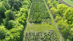 Top view of commercial evergreen tree nursery - Powered by Shutterstock - Get 15% off with code: PIKWIZARD15