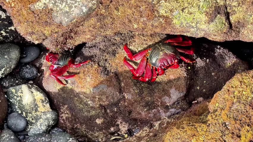 A truly captivating scene showcasing vibrant red crabs gracefully moving within their natural rocky habitat