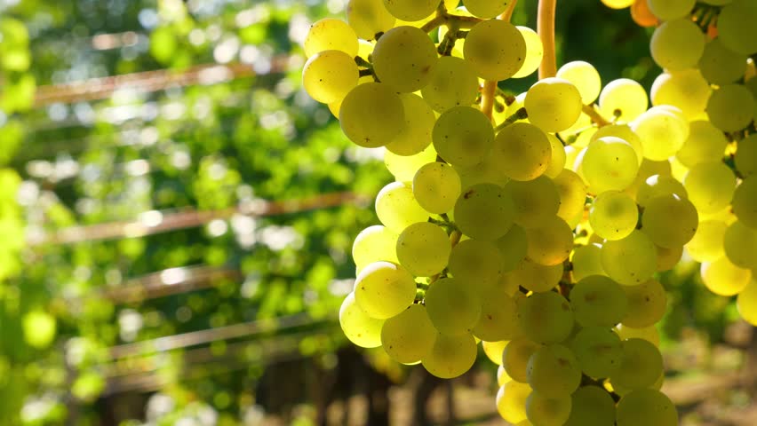 The bunch of grapes literally glows in the bright sunlight, close up shot of Alsatian vineyard. Ripening berries at fertile August time, selective focus shot with blurred background